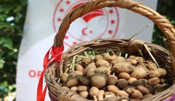 Buca'da salep hasadı yapıldı