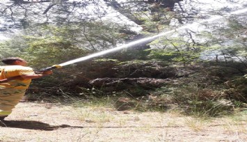 İzmir’deki orman yangınına havadan ve karadan müdahale