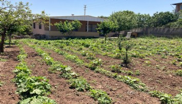 Bornova Belediyesi’nden tohumdan tezgaha tarımsal destek