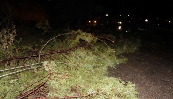 Fırtına Alaşehir’i toz duman etti: Ağaçlar devrildi
