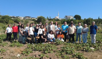 Bornova Kınalı Bamyası’nın hasadı başladı
