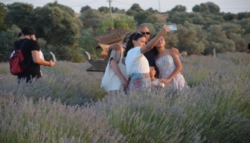 Didim’de lavanta coşkusu yaşanıyor