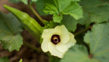 Susuz bamya İzmir’e yayılıyor