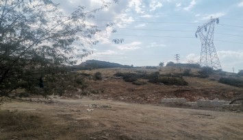 Çobanın kestiği insan başını köpekler buldu