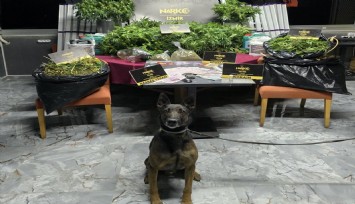 İzmir'de zehir tacirlerine 'Rex'li baskın: 1 tutuklama