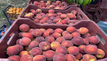 Şeftali ve nektari ihracatı artmaya devam ediyor