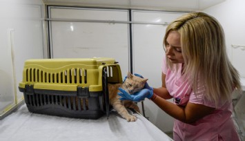 İzmir Büyükşehir Belediyesinden kısırlaştırma hamlesi