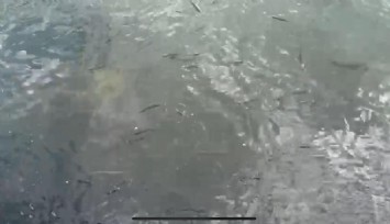 İzmir’de kabus sürüyor: Ölü balıklar bu kez Karşıyaka sahiline vurdu