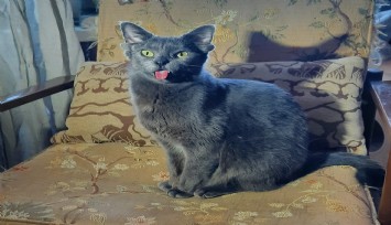 Dört kulaklı kedi Midas sosyal medyada ilgi odağı oldu