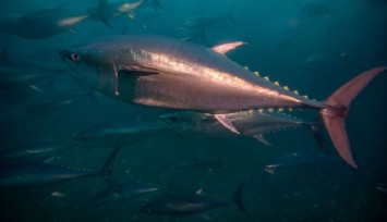 Gökçeada açıklarında avlanan balıkçılar dev orkinos besledi