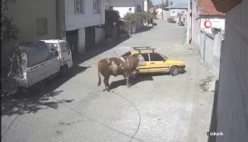 Ahırdan kaçan boğa arabayla boğa güreşi yaptı