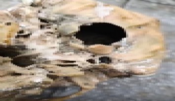 Balık tutarken dehşeti yaşadı: Oltaya insan kafatası takıldı