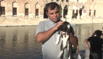 Balıklıgöl’de yürek ısıtan kurtarma: Gölette boğulmak üzere olan kediye kalp masajı