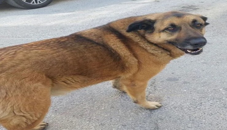 Balkat’ın ölümü sonrası hayvanseverlerden tepki yağdı