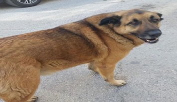 Balkat’ın ölümü sonrası hayvanseverlerden tepki yağdı