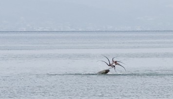 Çeşme sahilinde fokun ahtapot avı