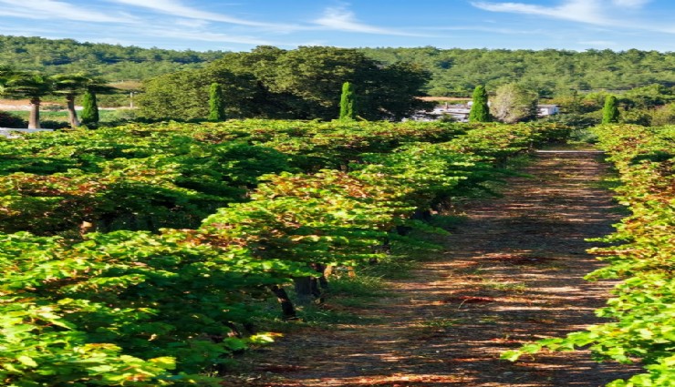 İzmir bağcılık mirasını koruyan Iter Vitis Rotası’na katıldı