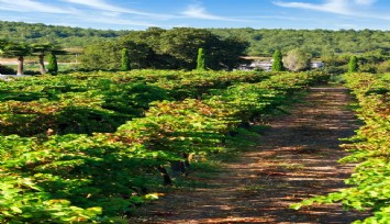 İzmir bağcılık mirasını koruyan Iter Vitis Rotası’na katıldı