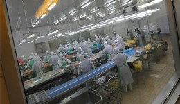 Japonya'da kuş gribi alarmı: Yaklaşık 460 bin tavuk itlaf edilecek