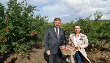 Selçuk’ta nar hasadı coşkusu: Başkan Tugay üreticilerin bereketine ortak oldu