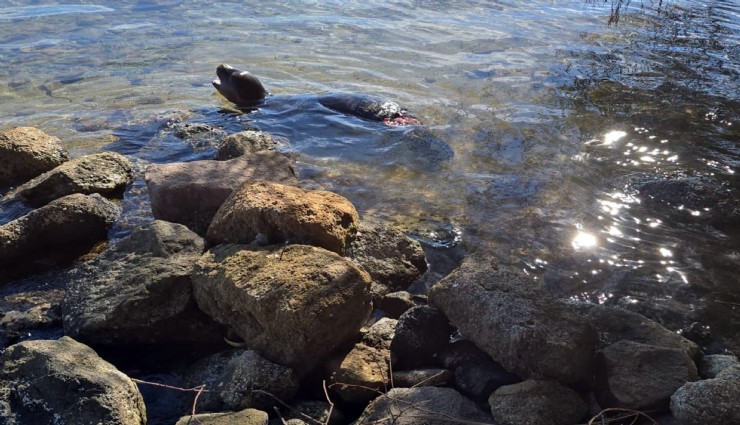 Yaralanan Akdeniz yavru keşiş foku öldü