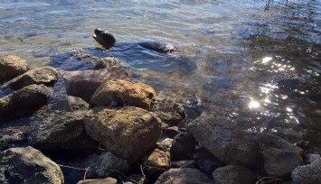 Yaralanan Akdeniz yavru keşiş foku öldü