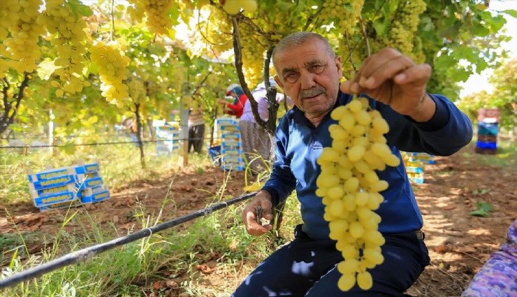 Sarıgöl'de üzüm fiyatları dibe vurdu