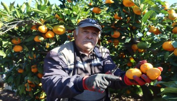 Seferihisar'ın Satsuma mandalinası dönemi başladı