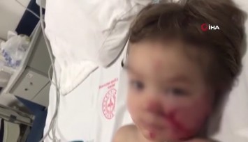 Ankara'da pitbull dehşeti: Sahibi köpeği çocukların oyun alanında tasmasız gezdiriyormuş