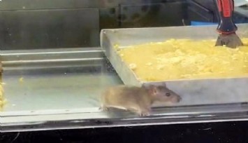 Buca’da börek tezghında fare skandalı: Belediye gece yarısı mühürledi