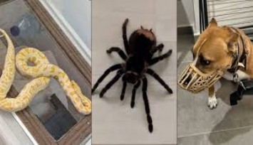 Burdur'da hayvan operasyonu: Piton, boa yılanı, tarantula ve pitbull ele geçirildi