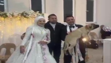 Denizli'de damadın arkadaşından ilginç takı: Çoban köpeği taktı