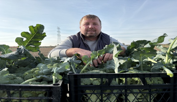 İzmir'in verimli tarım arazilerinde 'yeşil altın' hasadı
