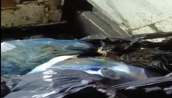 Kediyi poşete koyup çöpe attılar