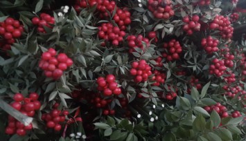 Kokina satışını boya iddiası vurdu