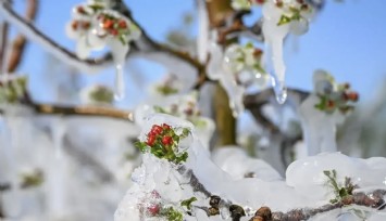 Meteoroloji’den İzmir’in için zirai don uyarısı