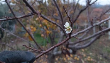 Zemheri soğuklarına rağmen çiçek açtı: Manisa’da erik ağacı şaşırttı