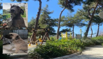 Balçova'da sokak hayvanları krizi