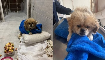 Denizli'de ayakları bağlanarak çöpe atılan köpek güvenlik kamerasına yansıdı