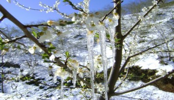 Muğla’nın sahil kesimlerine zirai don uyarısı