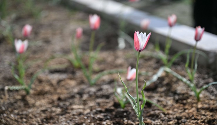 Bornova Lalesi 30 yıl sonra yeniden çiçek açtı