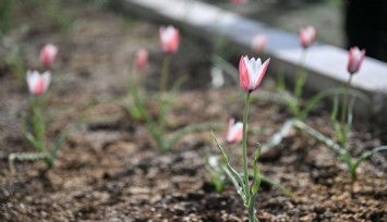 Bornova Lalesi 30 yıl sonra yeniden çiçek açtı