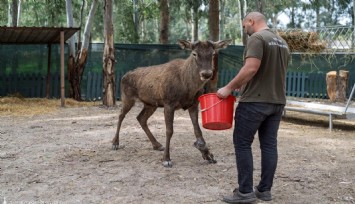 İzmir'de yaralı geyiğin tedavisi devam ediyor
