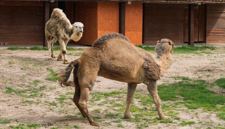 İzmir'in Yağmur isimli devesine arkadaş geldi