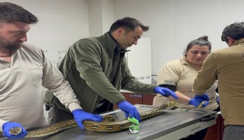 Kütahya'da yolcu otobüsünde yapılan kontrolde çıkan piton yılanı şok etti