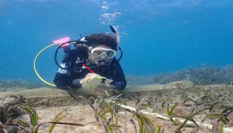 Midye kabuklarından resif yaşam verdi