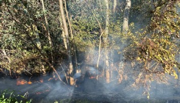 Temizlik ateşi 30 söğüt ağacının yanmasına sebep oldu