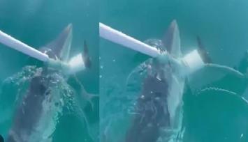 Antalya'da yavru köpek balığı korku saçtı: Teknenin çapasına saldırdı