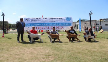 Aydın’da köpekler podyumda