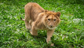 Başkan Tugay duyurdu: Torbalı'da bulunan yavru aslanın ismi anketle belirlendi